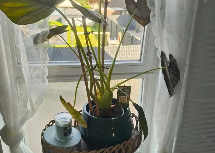 Hébergement de vacances Unieke Landelijke Woning Met Zwembad Kranenburg (North Rhine-Westphalia)